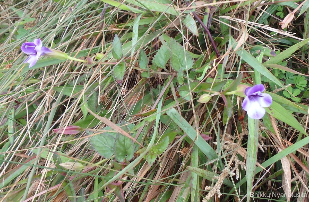 Torenia cyanea Alston